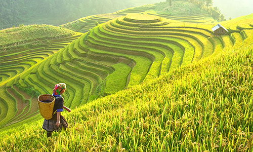 rijstvelden in vietnam