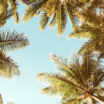 palmbomen zomerse vakantiebestemming