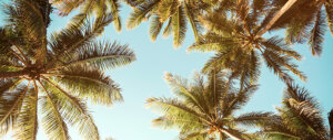 palmbomen zomerse vakantiebestemming
